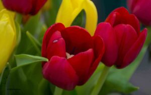 Marilyn Botta Photography - Flowers and Trees