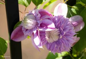 Marilyn Botta Photography - Flowers and Trees