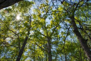 Marilyn Botta Photography - Flowers and Trees