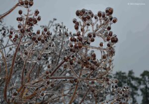 Marilyn Botta Photography - Flowers and Trees