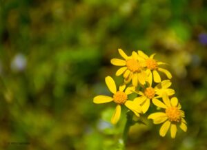 Marilyn Botta Photography - Flowers and Trees