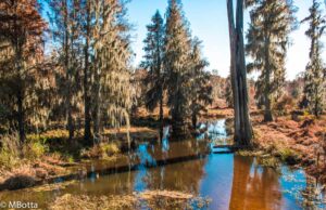 Phinizy Swamp - Marilyn Botta Photography