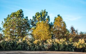 Whitney Place Foliage - Marilyn Botta Photography