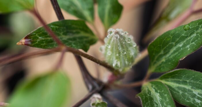 Rain soaked bud - Marilyn Botta Photography