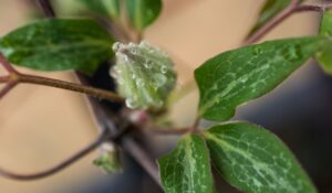 Rain soaked bud - Marilyn Botta Photography