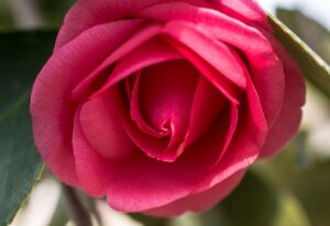 Rose in Bloom - Marilyn Botta Photography
