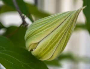 Bud about to bloom - Marilyn Botta Photogaphy