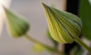 Flower Buds - Marilyn Botta Photography