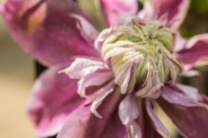 Bloomed bud - Marilyn Botta Photography