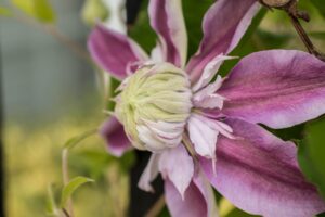 Bud in Bloom - Marilyn Botta Photography