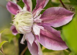 Bloomed bud - Marilyn Botta Photography