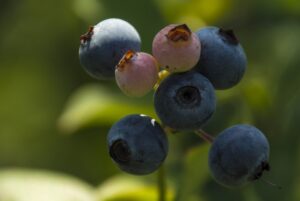 Blueberries - Marilyn Botta Photography