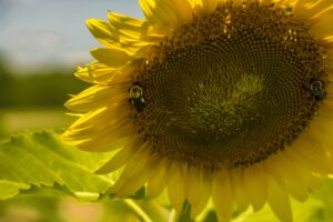 Sunflower - Marilyn Botta Photography