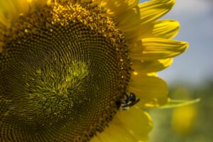 Sunflower - Marilyn Botta Photography