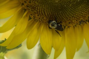 Bee on Sunflower - Marilyn Botta Photography