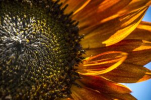 Sunflower close up - Marilyn Botta Photography