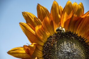 Sunflower and bee