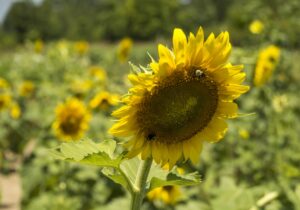 Sunflower field - Marilyn Botta Photography