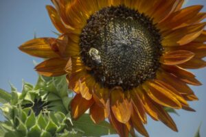Orange sunflower - Marilyn Botta Photography