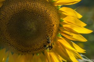 Sunflower - Marilyn Botta Photography