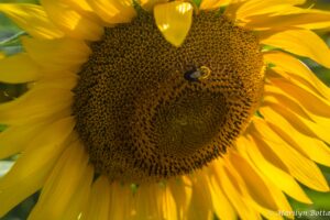 Sunflower - Marilyn Botta Photography