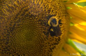 Sunflower - Marilyn Botta Photography