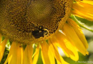 Sunflower - Marilyn Botta Photography