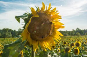 Sunflower - Marilyn Botta Photography