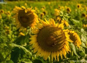 Sunflowers - Marilyn Botta Photography