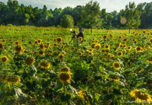 Sunflowers - Marilyn Botta Photography