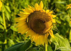 Sunflower - Marilyn Botta Photography